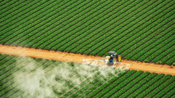 Wasp Removal Services in Sale Creek, TN