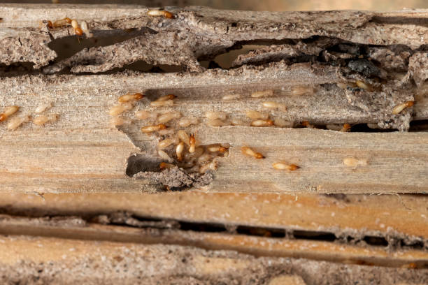 Best Pest Removal Services  in Sale Creek, TN
