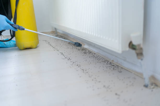 Best Cockroach Control Services  in Sale Creek, TN
